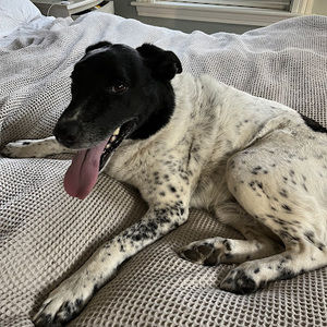 Meet your Posher, Milo